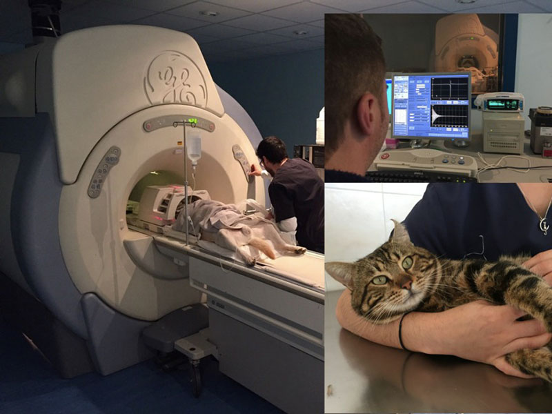 What can MRI show a veterinarian?