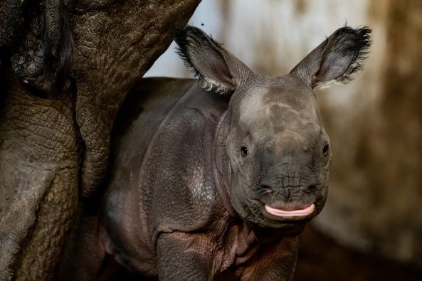 Rare Indian Rhino Born in Polish Zoo