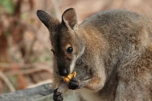 Mum Wallaby and Her Baby Joey Die in Shock from Fireworks
