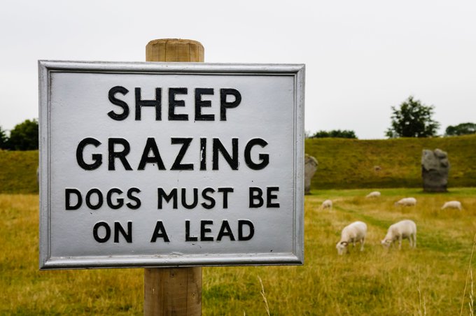18 sheep killed in suspected dog attack