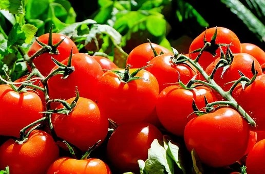 Spanish Town Sets ‘Historical Record’ for Tomato Production