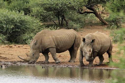Scientists Could Save White Rhinos from Extinction
