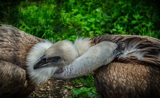 Farmers Association Worries After Livestock Killed by Vultures