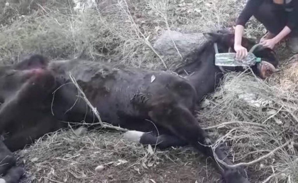 Man charged for letting horse die of hunger and cold