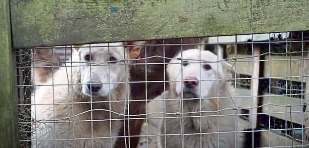 UK Slave Forced to Work in Puppy Farm