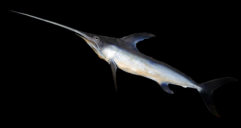 Swordfish versus Shark in Carboneras