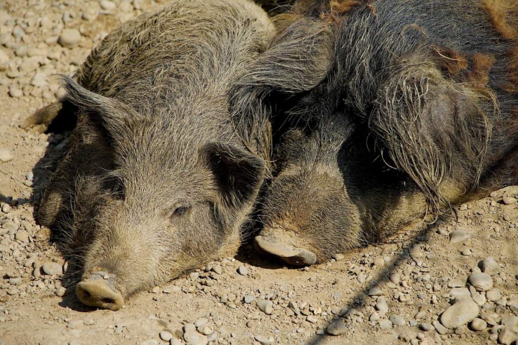 Mojacar discourages boars