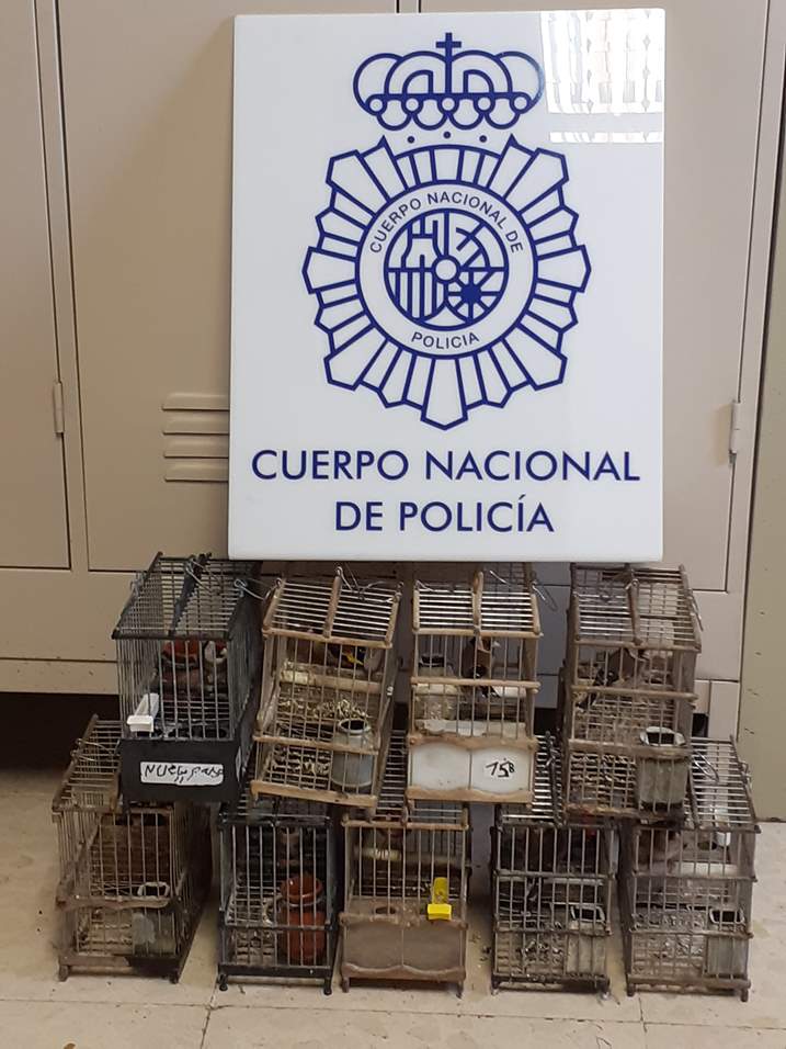 Almeria City bird theft solved