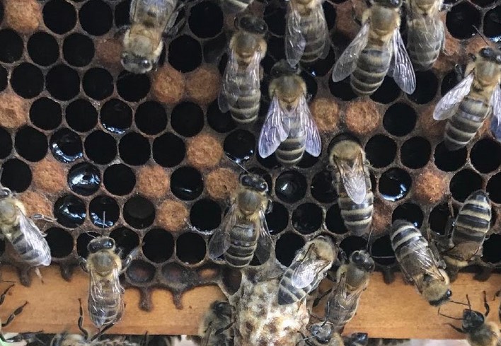 Brexit Import Rules Could Mean Millions Of Bees Are Destroyed