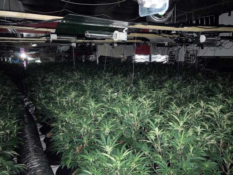 More Than £1.5m Worth of Cannabis Seized in West Yorkshire Lockdown Raids