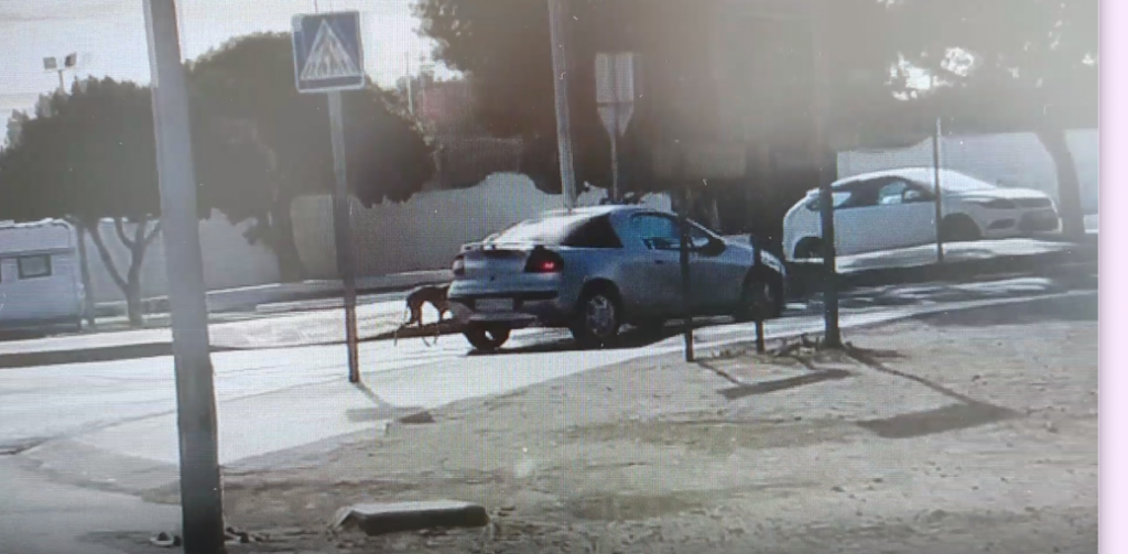 Still taken from the video showing the greyhound in the street