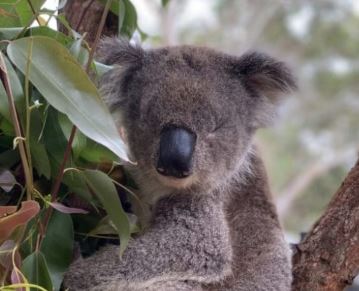 Clarence The Blind Rescue Koala