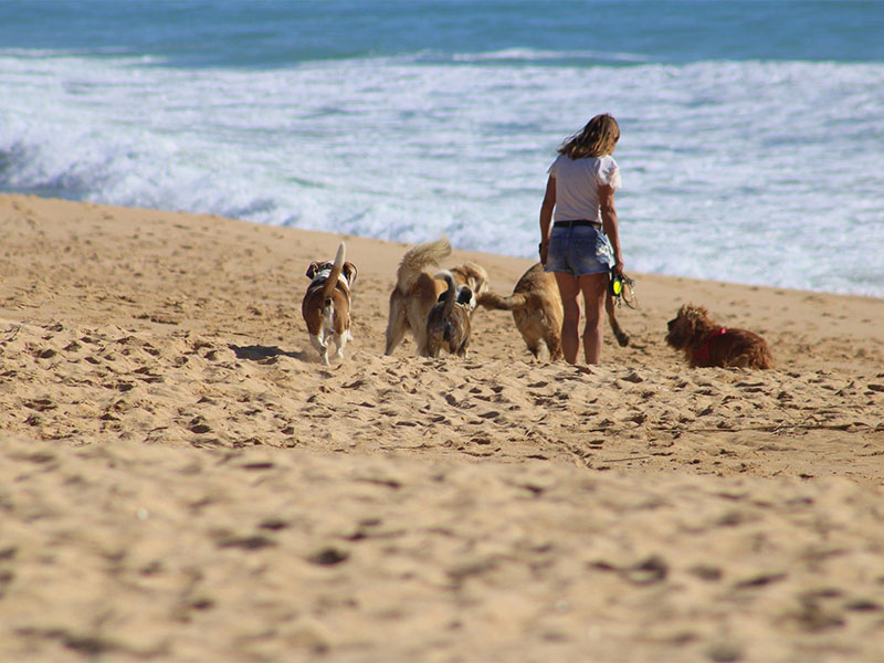 HouseSitMatch Holidays – yes! But what do we do with the dogs..?