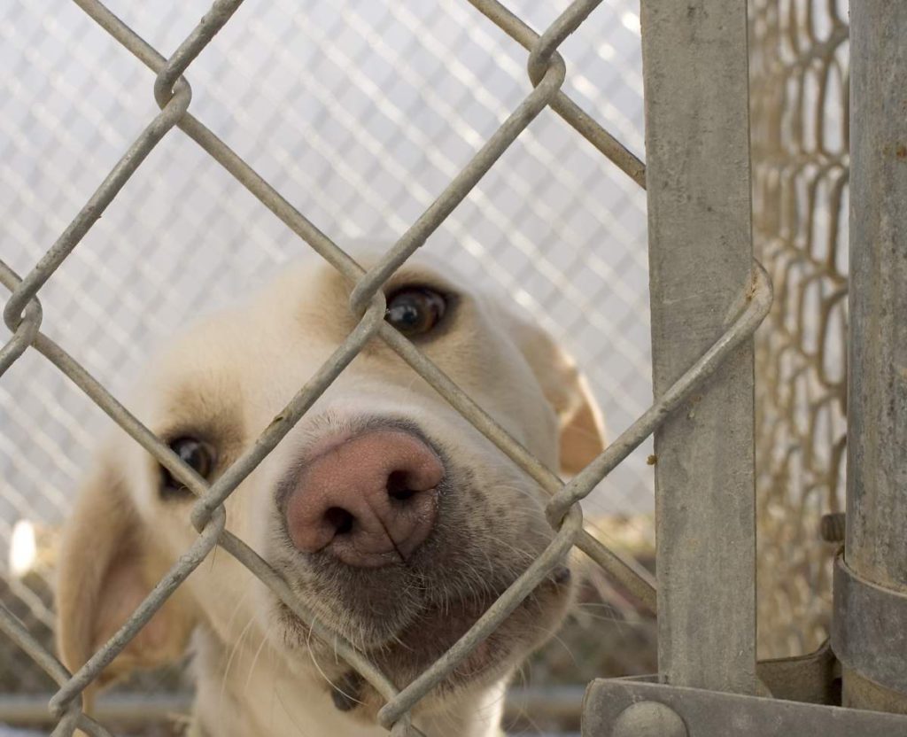 Marbella Animal Shelter Launches Campaign to Help 400 Dogs and Cats
