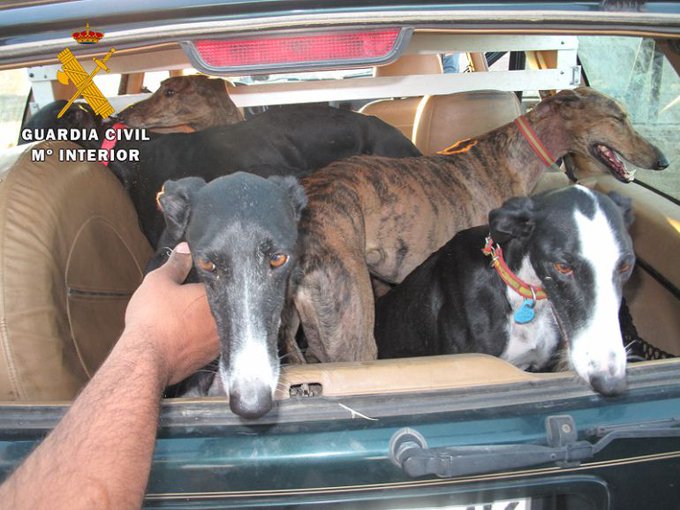 Greyhounds are often victims of dog theft in Spain