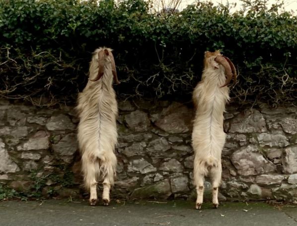Llandudno Goats Caught about Town
