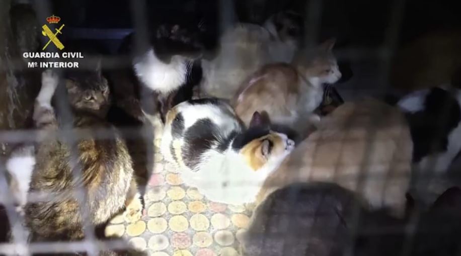 Cats Rescued from Squalid House That Pretended to Be an Animal Shelter