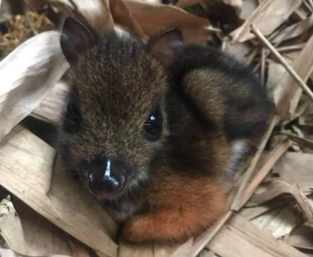 Rare and Adorable Tiny Mouse Deer Born at Hampshire Zoo