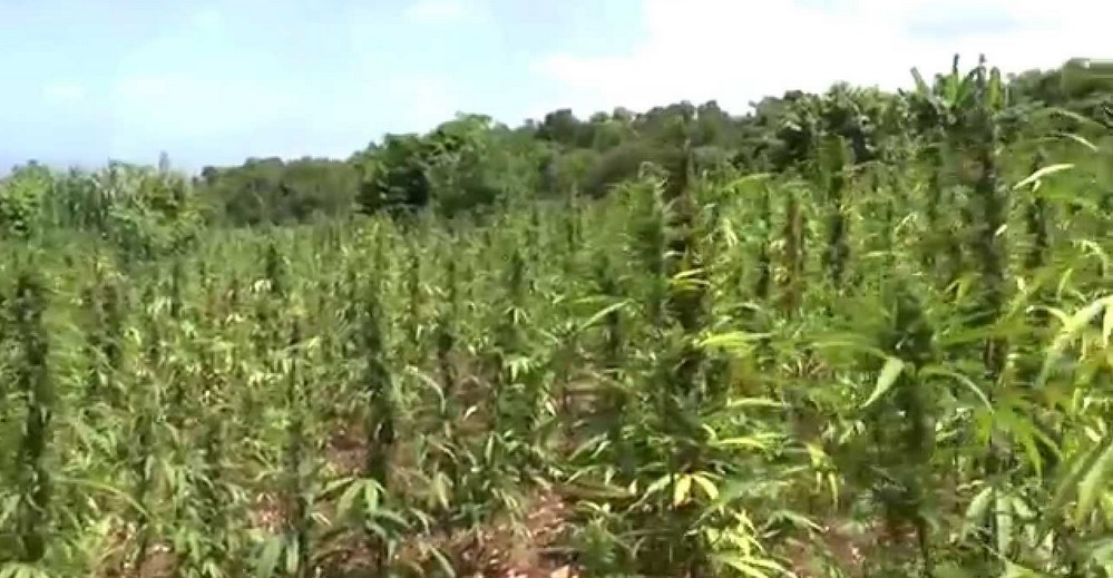 Marijuana Shortage Reported In Jamaica