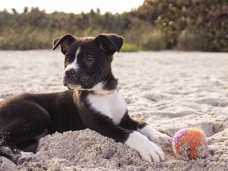 Will your dog need a playmate while you are away?