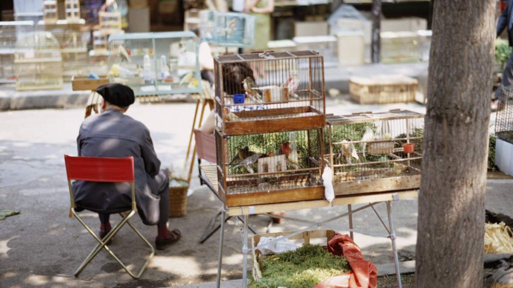 Paris to Shut Down Long-Running "Cruel" Live Bird Market