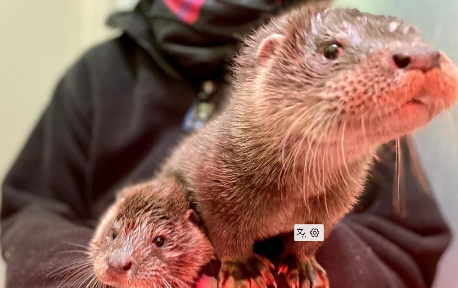 Adorable Orphaned Otter Pups Found Wandering the Streets