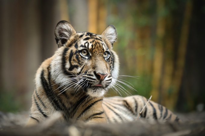Zookeeper Killed By Escaped Tigers