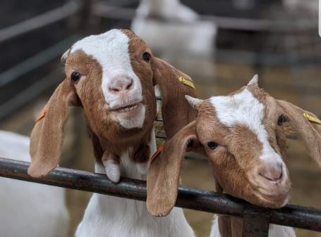 'Insane' Success of Goat Zoom Calls Makes Farmer £50k