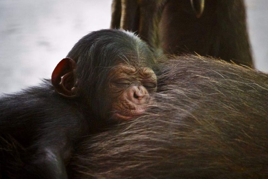 Tenerife's Loro Parque Zoo welcomes baby chimpanzee