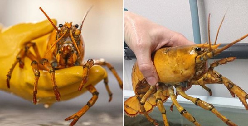 Fisherman Catches A One-In-30 Million YELLOW Lobster