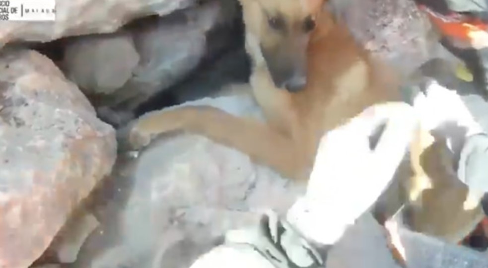 WATCH: Malaga Fire Brigade Rescues A Dog With His Head Trapped In Rocks