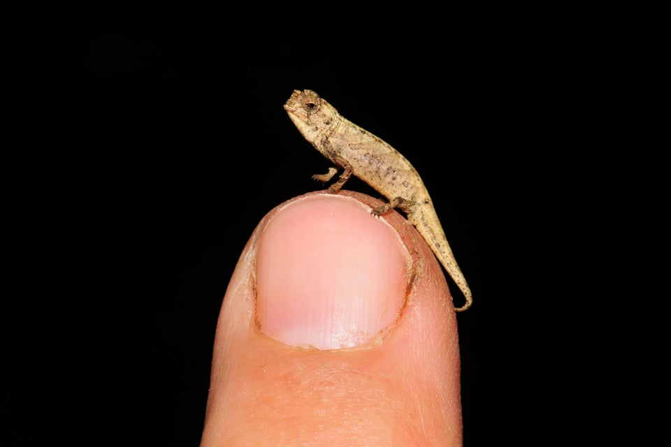 New chameleon species may be the world's tiniest reptile