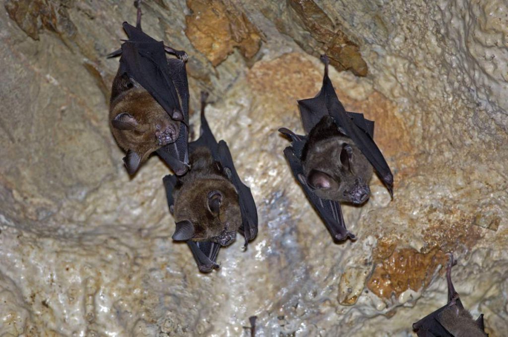 New Coronavirus Discovered In Bats In Thailand And Antibodies Could Slow The Pandemic