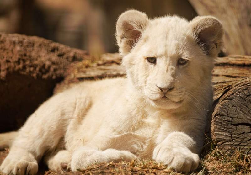 First white lion free of disease born at Mundo Park, Sevilla