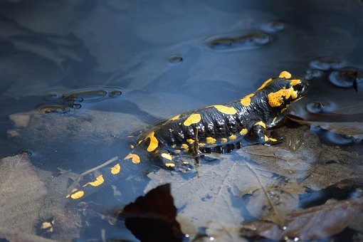 Salamanders Return to the Alhambra after 40 Years