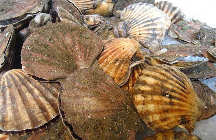 EU Bans All Live Shellfish Imports From UK Fishing Industry