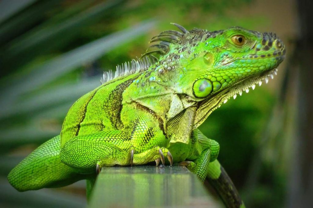 Ever heard the expression ‘it’s raining iguanas’? In South Florida you might
