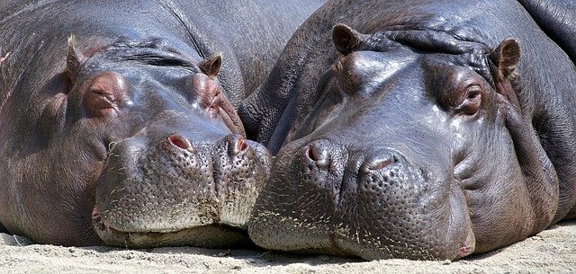 Pablo Escobar's Beloved Hippos To Be Culled in Colombia