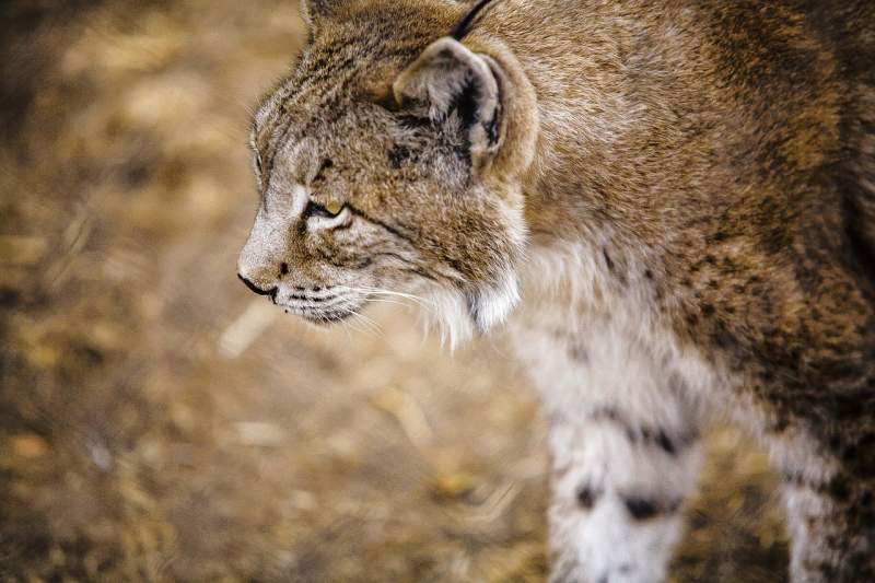 First Iberian Lynx cubs born this season in Doñana