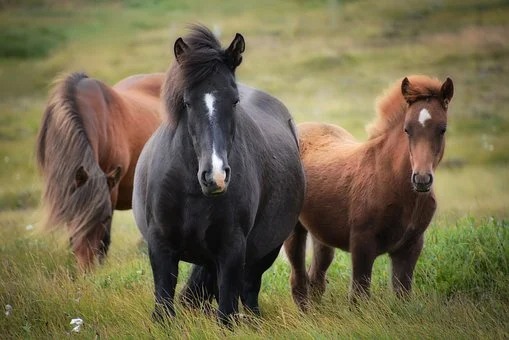 Princess Anne Outlines 'Devastating Impact' Of Disease On Beloved Balmoral Horses