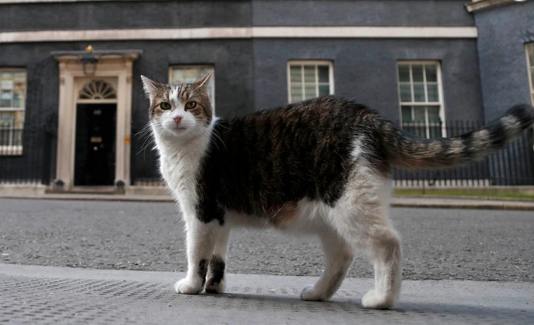 Larry The Chief Mouser Clocks Up 10 Years At No10