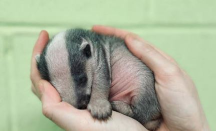 Adorable Tiny Badger Cub Rescued