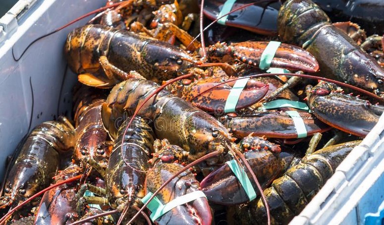 British Lobster Firm Of 40 Years Blames Closure On Brexit
