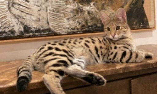 Benahavís, Marbella: Reality Show Celebrity Offers Up To €3,000 Reward For Missing Cat