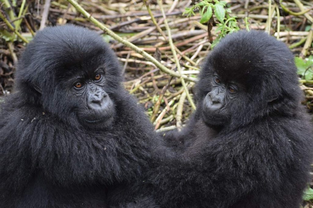 Tourists could infect wild mountain gorillas with Covid-19