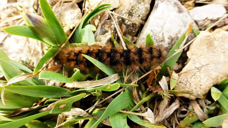 BEWARE: Processionary caterpillars expected to be worse than ever