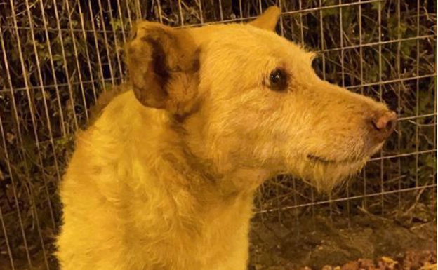 Dog Walks from Malaga to Guaro Searching for Owner who Died
