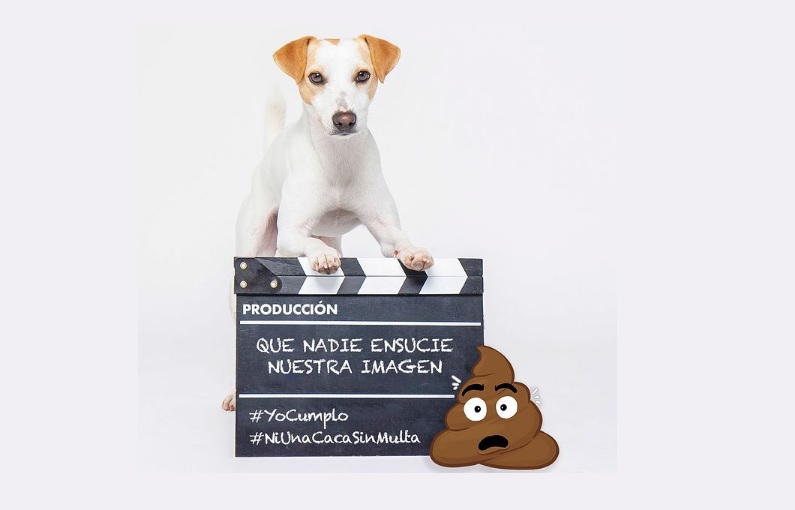 Influencer dog Pipper tackles offenders who don’t pick up poop