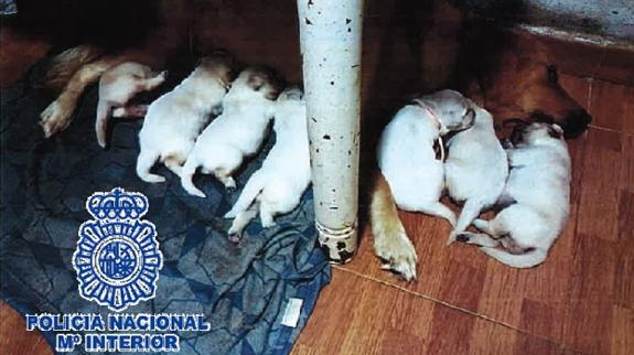 Fuengirola National Police Arrest Online Puppy Scam Couple