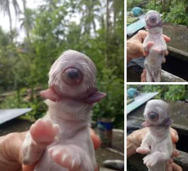 Mysterious Case of the Dog Born with No Nose and One Eye